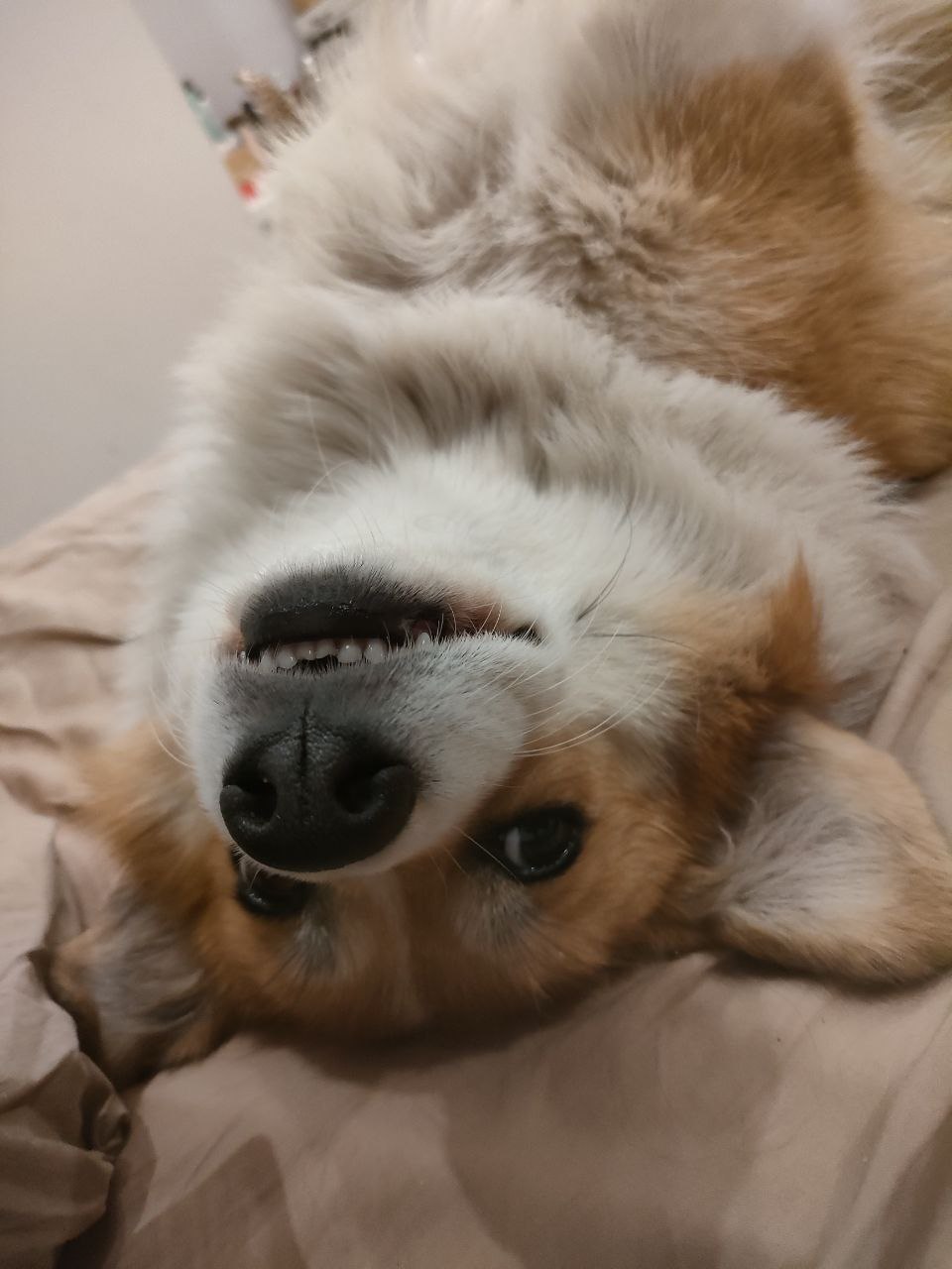 dog